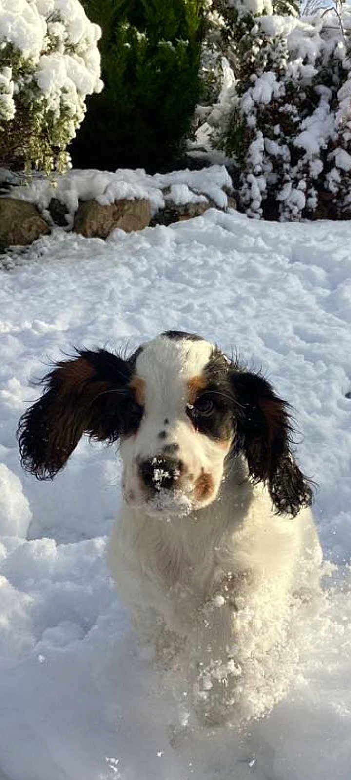 Voyou a rejoint le concours — aidez-le/la à gagner de superbes lots ! dog, puppy, snow, winter, outdoor, playing, animal, nature, floppy_ears, white_fur, black_spots, snow_covered, bushes, rocks, sunlight, garden, cute, active, cold, fur