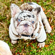 Diamond joined the competition — help win amazing prizes! bulldog, puppy, dog, blue_eyes, hoodie, outdoor, grass, pet, animal, cute, fur, closeup, portrait, young, looking_up, fashion, nature, mammal, adorable, attention