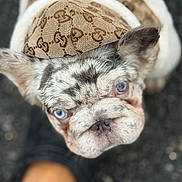 Diamond joined the competition — help win amazing prizes! accessory, adorable, animal, blue_eyes, blurry_background, canine, close_up, cute, dog, expression, fashion, fur, gucci_hat, headwear, looking_up, outdoor, pet, portrait, street, stylish