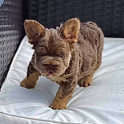 Queen joined the competition — help win amazing prizes! puppy, dog, brown_fur, wrinkly, young, pet, cute, cushion, white_cushion, indoors, furniture, small_dog, animal, fur, ears, face, walking, looking, domestic_animal, companion