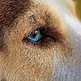 Canela joined the competition — help win amazing prizes! dog, close_up, blue_eye, fur, animal, pet, mammal, portrait, canine, snout, whiskers, macro, detail, nature, outdoor, face, eye, brown_fur, white_fur, focus