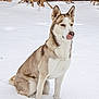 Canela joined the competition — help win amazing prizes! animal, animal_portrait, background, brick_wall, canine, cold, cute, dog, eyes_closed, fur, husky, mammal, nature, outdoor, pet, portrait, sitting, snow, tongue_out, winter