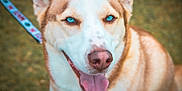 Canela joined the competition — help win amazing prizes! dog, husky, blue_eyes, tongue_out, close_up, pet, canine, happy, outdoor, grass, leash, animal, muzzle, fur, ears, nose, portrait, friendly, companion, nature