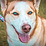 dog, husky, blue_eyes, tongue_out, close_up, pet, canine, happy, outdoor, grass, leash, animal, muzzle, fur, ears, nose, portrait, friendly, companion, nature