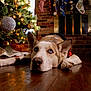 blue_eyes, brick_wall, christmas_tree, cozy, decorations, dog, festive, fireplace, floor_reflection, holiday_decor, husky, indoors, lying_down, ornaments, pet, relaxed, stockings, warm_lighting, winter, wooden_floor
