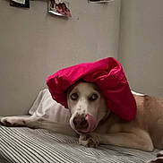 Canela is registered to the contest to win money with this photo: dog, bed, striped_bed_sheet, pink_cloth, pet, indoor, wall, photo_wall, animal, canine, resting, tongue_out, funny_hat, relaxed, household, cute, laying_down, domestic_animal, sleepy, cozy