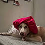dog, bed, striped_bed_sheet, pink_cloth, pet, indoor, wall, photo_wall, animal, canine, resting, tongue_out, funny_hat, relaxed, household, cute, laying_down, domestic_animal, sleepy, cozy