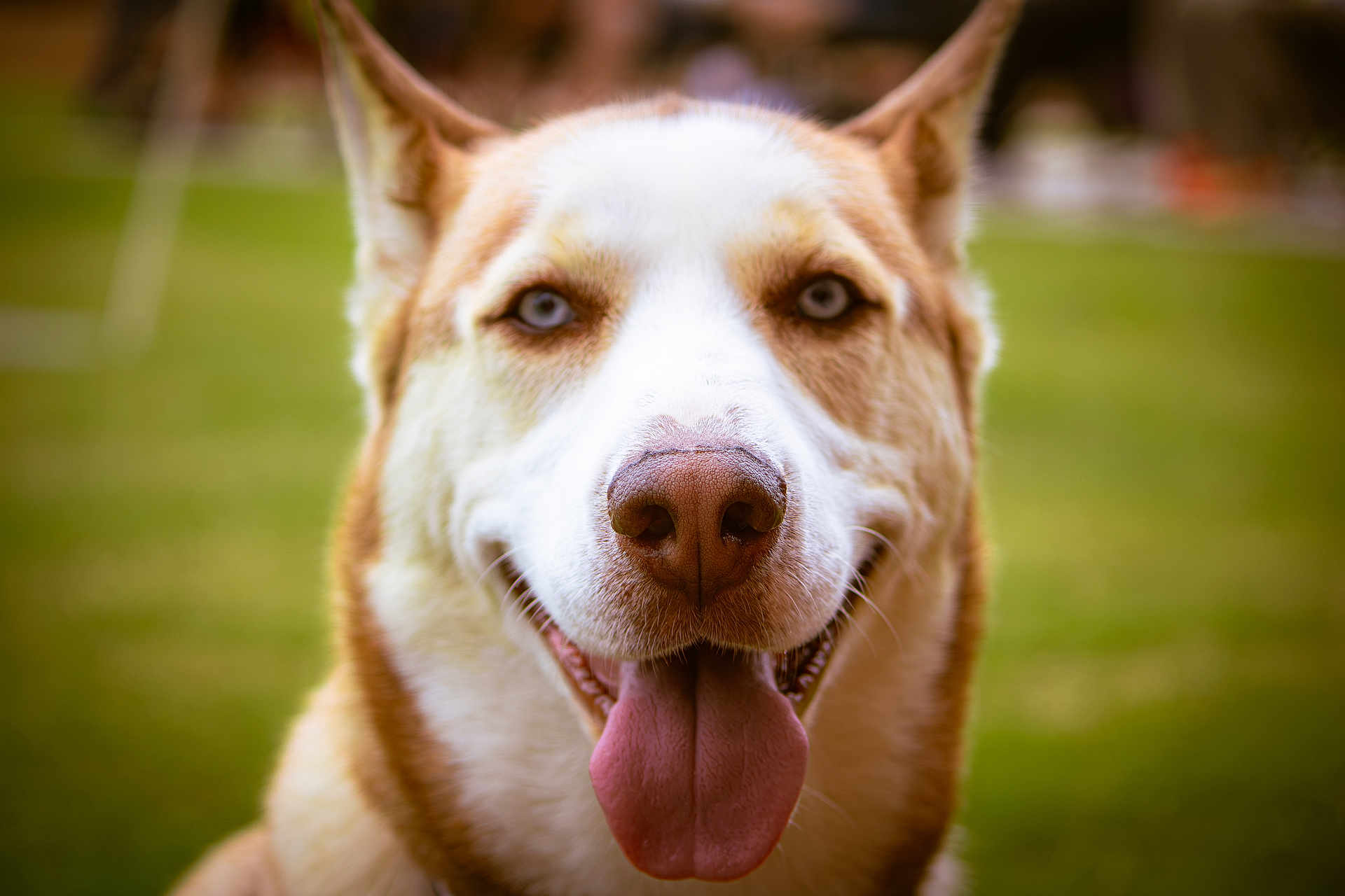 Canela is registered to the contest to win money with this photo: dog, husky, blue_eyes, tongue_out, close_up, portrait, outdoor, grass, happy, canine, pet, animal, fur, muzzle, ears, nose, smiling, nature, friendly, domestic_animal