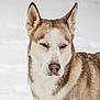 animal, brown, canine, closeup, cold, dog, ears, eyes, frost, fur, husky, mammal, nature, outdoor, pet, portrait, snout, snow, white, winter