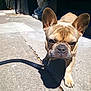Bank is registered to the contest to win money with this photo: animal, background, closeup, concrete, curious, daylight, dog, ears, face, french_bulldog, leash, lion_statue, outdoor, paw, pet, shadow, sidewalk, statue, sunlight, walking