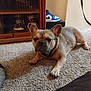 Bank is registered to the contest to win money with this photo: animal, box, brown_dog, canine, carpet, dog, domestic, ears, floor, french_bulldog, indoor, living_room, looking, paw, pet, resting, shoe_cabinet, sneakers, snout, wooden_furniture