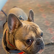 Bank is registered to the contest to win money with this photo: animal, brown, carpet, closeup, collar, companion, curious, cute, dog, domestic, ears, face, floor, french_bulldog, fur, indoor, looking_up, pet, small_dog, white_paws