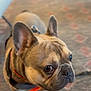 animal, brown, carpet, closeup, collar, companion, curious, cute, dog, domestic, ears, face, floor, french_bulldog, fur, indoor, looking_up, pet, small_dog, white_paws