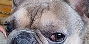 Bank joined the competition — help win amazing prizes! animal, blurred_background, cabinet, canine, close_up, companion, cute, dog, domestic, ears, expression, face, french_bulldog, furniture, indoor, nose, pet, portrait, toy, wrinkles