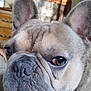 animal, blurred_background, cabinet, canine, close_up, companion, cute, dog, domestic, ears, expression, face, french_bulldog, furniture, indoor, nose, pet, portrait, toy, wrinkles