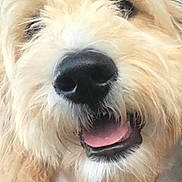 Nichole Waxler joined the competition — help win amazing prizes! dog, close_up, fluffy, tongue, nose, collar, heart_tag, pet, animal, cute, friendly, canine, mammal, fur, indoor, adorable, happy, portrait, face, whiskers