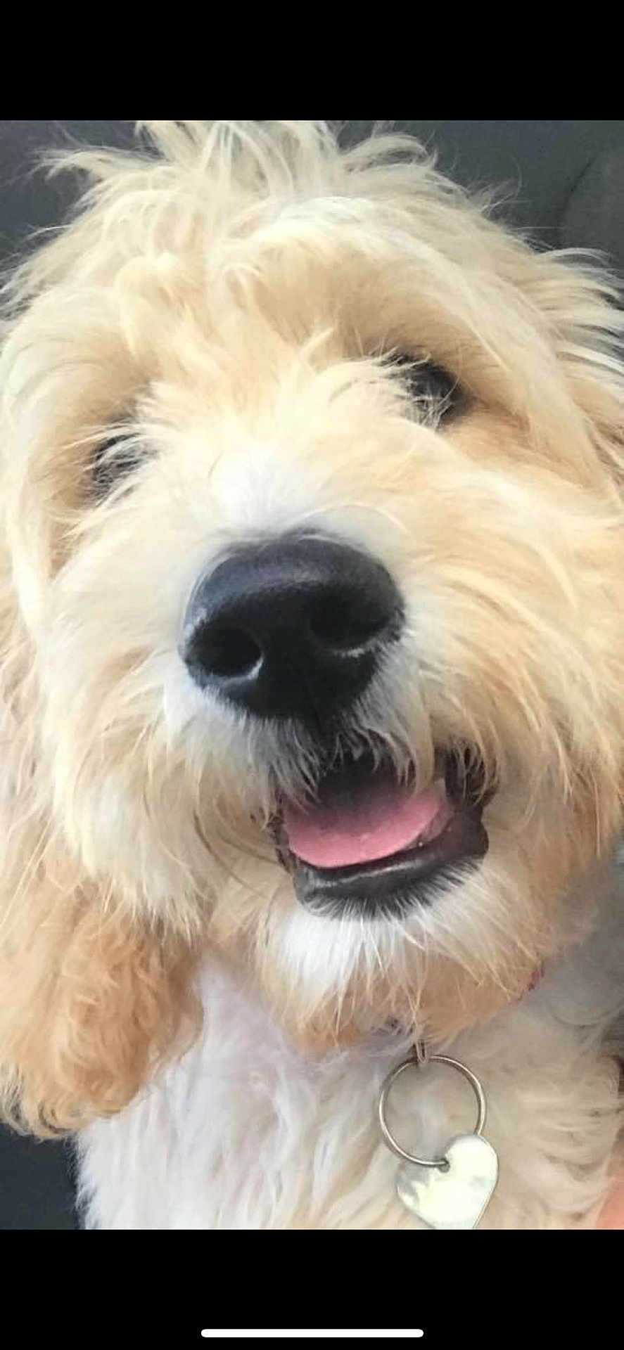 Nichole Waxler joined the competition — help win amazing prizes! dog, close_up, fluffy, tongue, nose, collar, heart_tag, pet, animal, cute, friendly, canine, mammal, fur, indoor, adorable, happy, portrait, face, whiskers