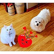 Snow And Sissy is registered to the contest to win money with this photo: animal, cat, dog, emoji, fluffy, gallery_interface, heart, home, indoors, looking_at_camera, pet_friendship, pets, photograph, portrait, screenshot, sitting, small_dog, standing, white_cat, wooden_floor