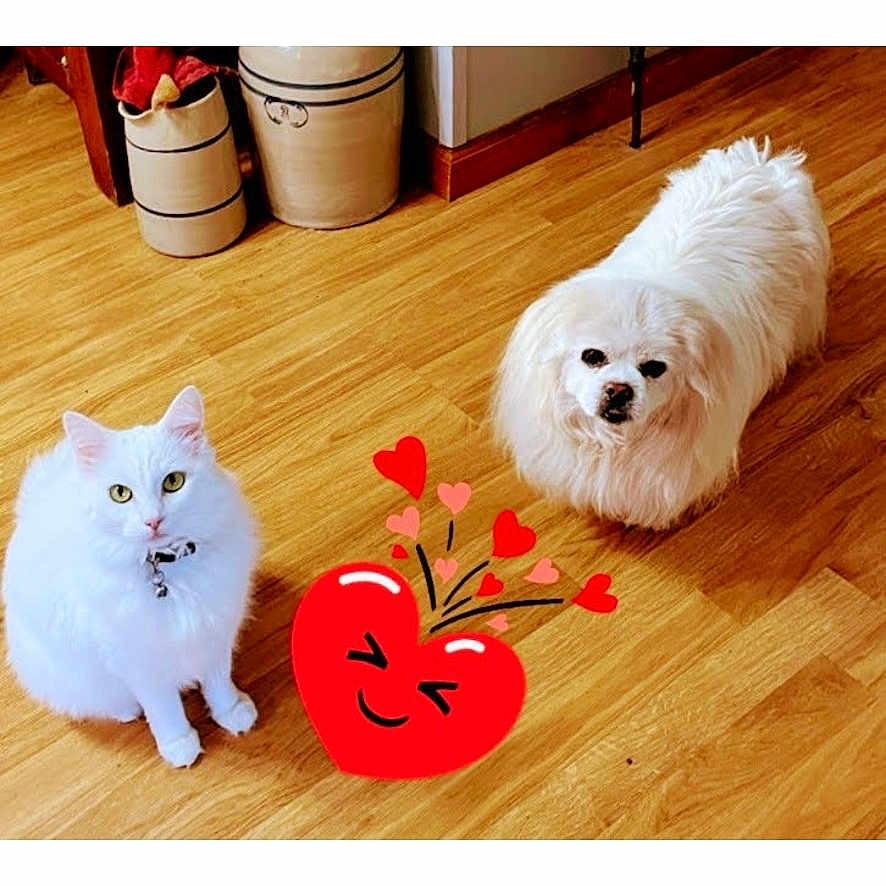 Snow And Sissy is registered to the contest to win money with this photo: animal, cat, dog, emoji, fluffy, gallery_interface, heart, home, indoors, looking_at_camera, pet_friendship, pets, photograph, portrait, screenshot, sitting, small_dog, standing, white_cat, wooden_floor