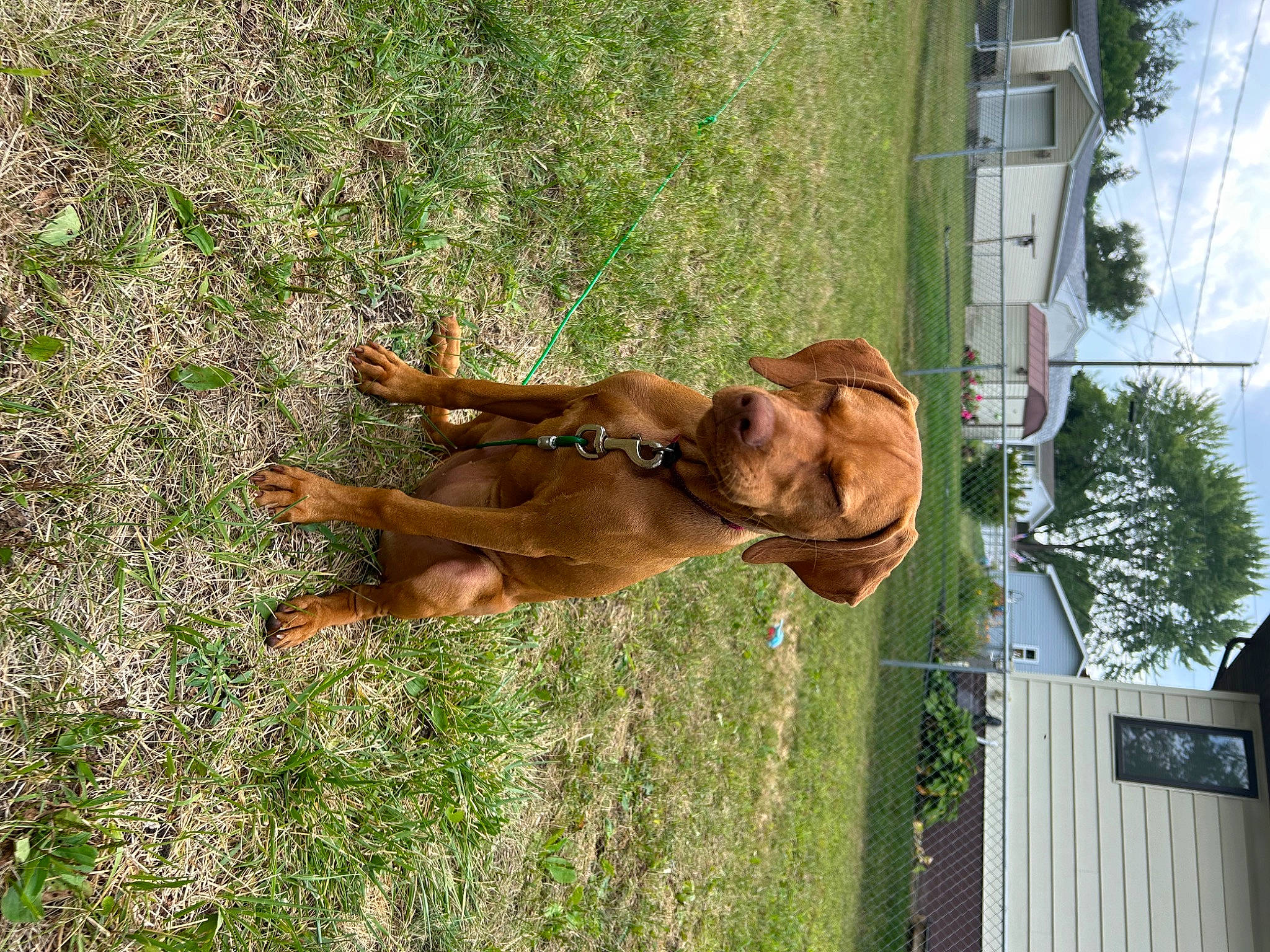 Ash joined the competition — help win amazing prizes! canidae, carnivore, companion_dog, dog, dog_breed, fawn, fence, grass, guard_dog, liver, pet_supply, plant, sky, snout, sporting_group, stallion, tail, terrestrial_animal, tree, working_animal