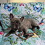 Bruno joined the competition — help win amazing prizes! dog, french_bulldog, pet, indoor, quilt, butterfly_pattern, rope_toy, brindle, animal, cute, resting, paw, ears, face, snout, fur, looking, colorful, fabric, home