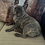 Bruno is registered to the contest to win money with this photo: dog, french_bulldog, brindle, pet, canine, couch, pillow, indoor, relaxed, seated, looking_at_camera, ears_up, short_fur, domestic_animal, companion, living_room, furniture, home, animal, cute