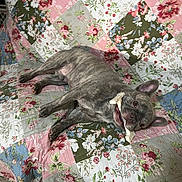 Bruno joined the competition — help win amazing prizes! dog, brindle, bone, quilt, floral_pattern, patchwork, couch, pet, indoor, playful, chewing, happy, animal, canine, resting, furniture, cute, companion, relaxed, domestic