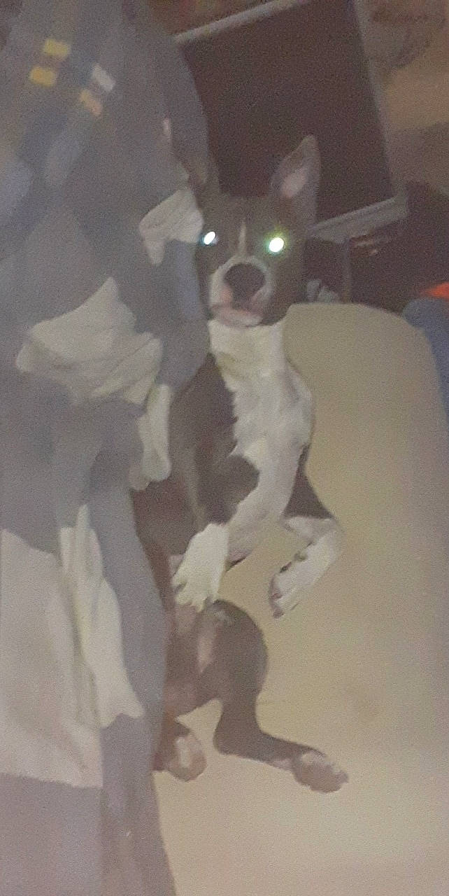 Monster a rejoint le concours — aidez-le/la à gagner de superbes lots ! american_pit_bull_terrier, boston_terrier, canidae, carnivore, dog, dog_breed, fawn, non_sporting_group, snout, tail, whiskers