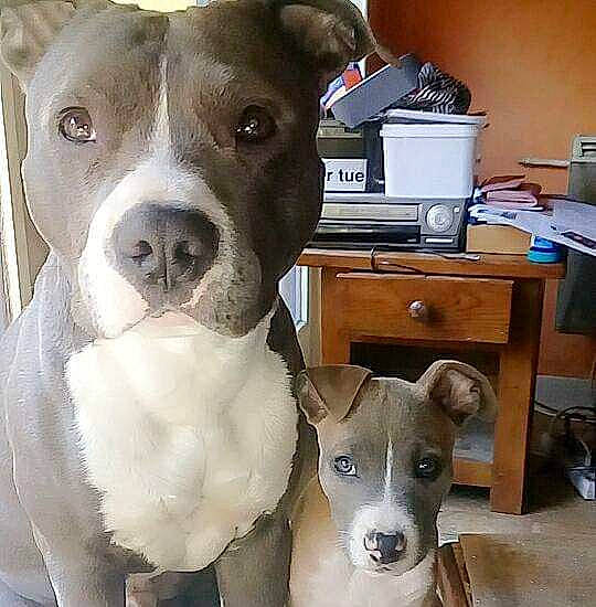 Monster a rejoint le concours — aidez-le/la à gagner de superbes lots ! american_pit_bull_terrier, american_staffordshire_terrier, bully_kutta, canidae, carnivore, dog, dog_breed, fawn, mammal, non_sporting_group, nose, old_english_terrier, pit_bull, rare_breed_dog, snout, staffordshire_bull_terrier, terrier, vertebrate, whiskers