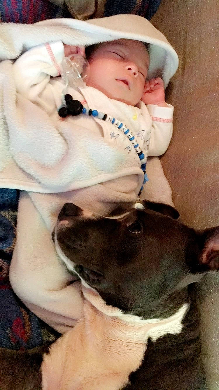 Monster a rejoint le concours — aidez-le/la à gagner de superbes lots ! american_bulldog, american_pit_bull_terrier, canidae, carnivore, child, dog, dog_breed, fawn, non_sporting_group, olde_english_bulldogge, pit_bull, puppy_love, snout