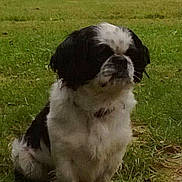 Bandit participe au concours pour gagner de l'argent avec cette photo :