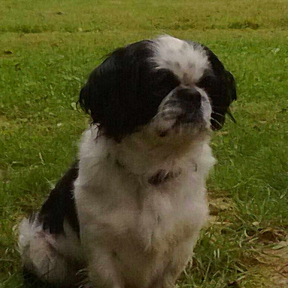 Bandit