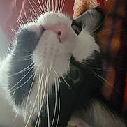 Junebug is registered to the contest to win money with this photo: cat, black_and_white, whiskers, close_up, pet, feline, fur, nose, animal, indoor, resting, face, sleepy, cozy, texture, soft, portrait, colorful_background, patterned_fabric, domestic