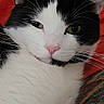 Junebug is registered to the contest to win money with this photo: cat, black_and_white, close_up, pet, feline, whiskers, pink_nose, green_eyes, relaxed, indoor, animal, cute, face, fur, portrait, lying_down, cozy, domestic_cat, soft_fur, resting
