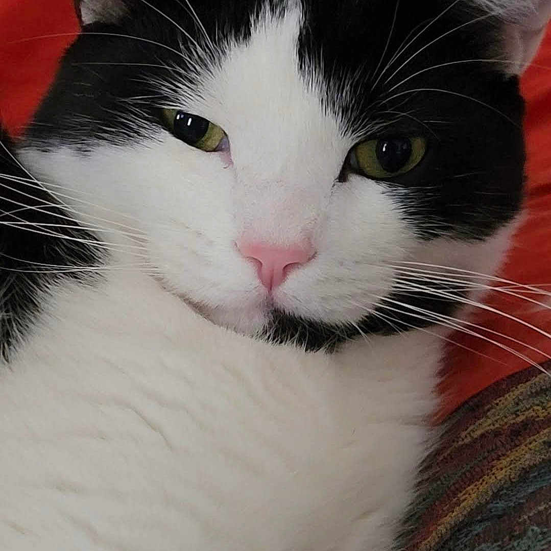 Junebug is registered to the contest to win money with this photo: cat, black_and_white, close_up, pet, feline, whiskers, pink_nose, green_eyes, relaxed, indoor, animal, cute, face, fur, portrait, lying_down, cozy, domestic_cat, soft_fur, resting