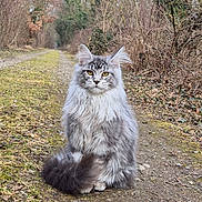 Zeus participe au concours pour gagner de l'argent avec cette photo : cat, fluffy, gray, yellow_eyes, sitting, dirt_path, forest, trees, dry_leaves, outdoor, nature, wild, animal, mammal, pet, fur, tail, ears, whiskers, calm