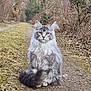 cat, fluffy, gray, yellow_eyes, sitting, dirt_path, forest, trees, dry_leaves, outdoor, nature, wild, animal, mammal, pet, fur, tail, ears, whiskers, calm
