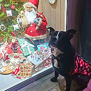 Askhan participe au concours pour gagner de l'argent avec cette photo : dog, black_dog, christmas, holiday, santa_claus, window_display, decorations, gifts, present, sweater, red_sweater, tree, ornaments, indoor, festive, seasonal, toy, sled, plush, lighting