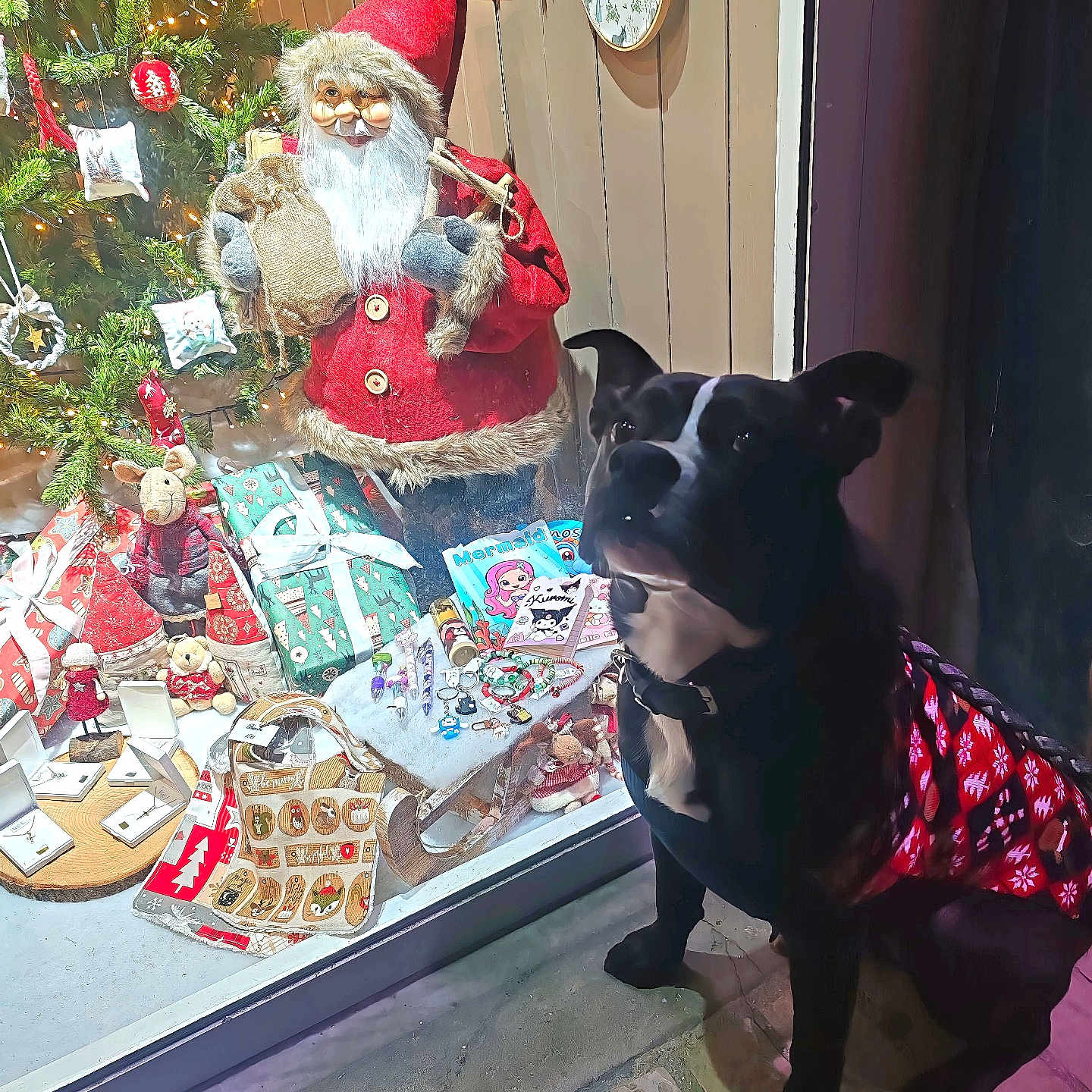 Askhan participe au concours pour gagner de l'argent avec cette photo : black_dog, christmas, decorations, dog, festive, gifts, holiday, indoor, lighting, ornaments, plush, present, red_sweater, santa_claus, seasonal, sled, sweater, toy, tree, window_display