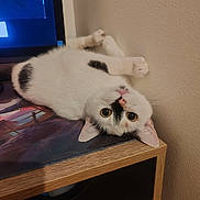 T'Chewby a rejoint le concours — aidez-le/la à gagner de superbes lots ! aladdin, animal, black_spots, cat, close_up, computer_screen, curious, cute, ears, feline, indoor, looking, monitor, pet, relaxed, upside_down, wall, whiskers, white_cat, wooden_desk