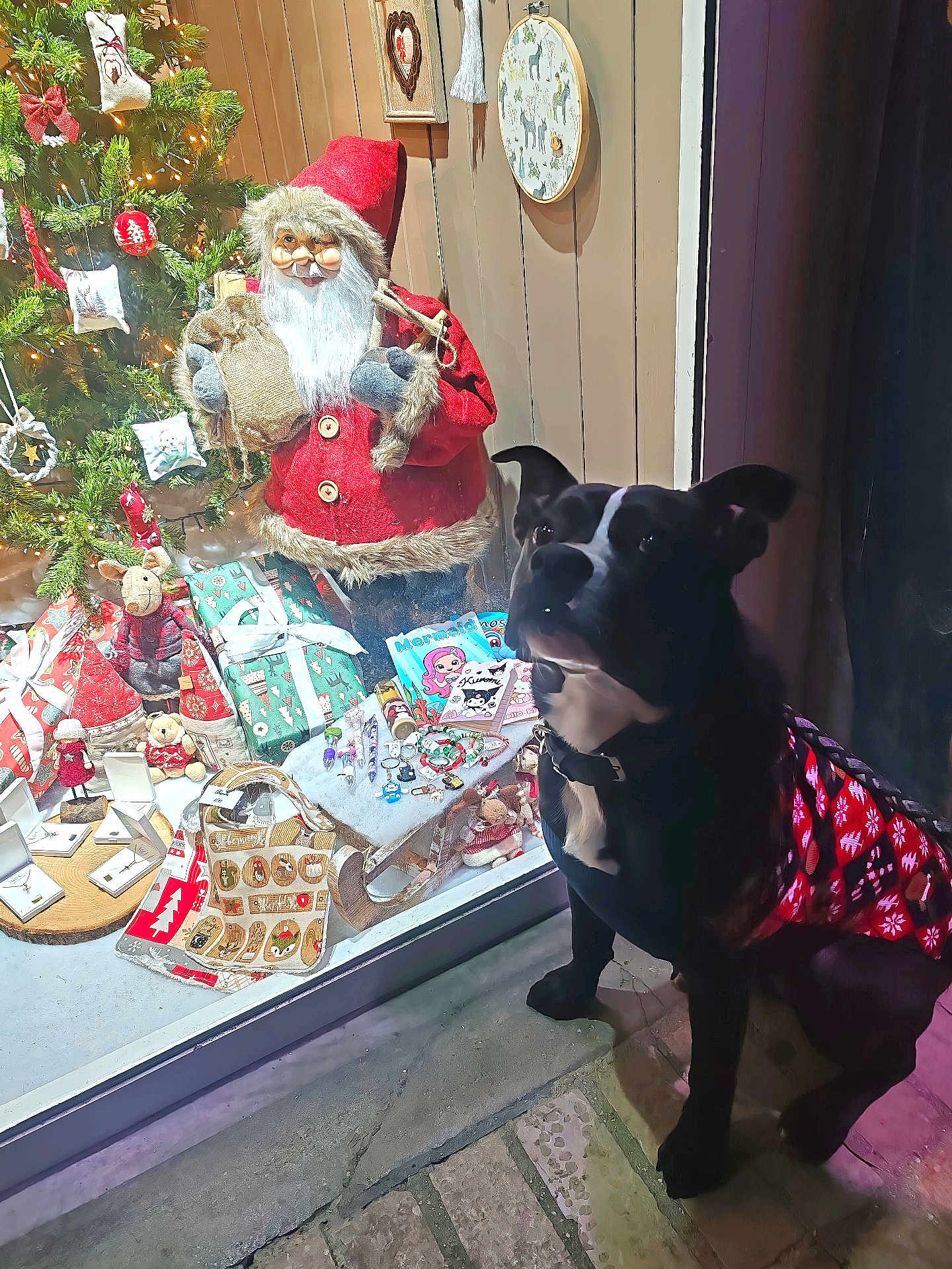 T'Chewby participe au concours pour gagner de l'argent avec cette photo : dog, black_dog, christmas, holiday, santa_claus, window_display, decorations, gifts, present, sweater, red_sweater, tree, ornaments, indoor, festive, seasonal, toy, sled, plush, lighting