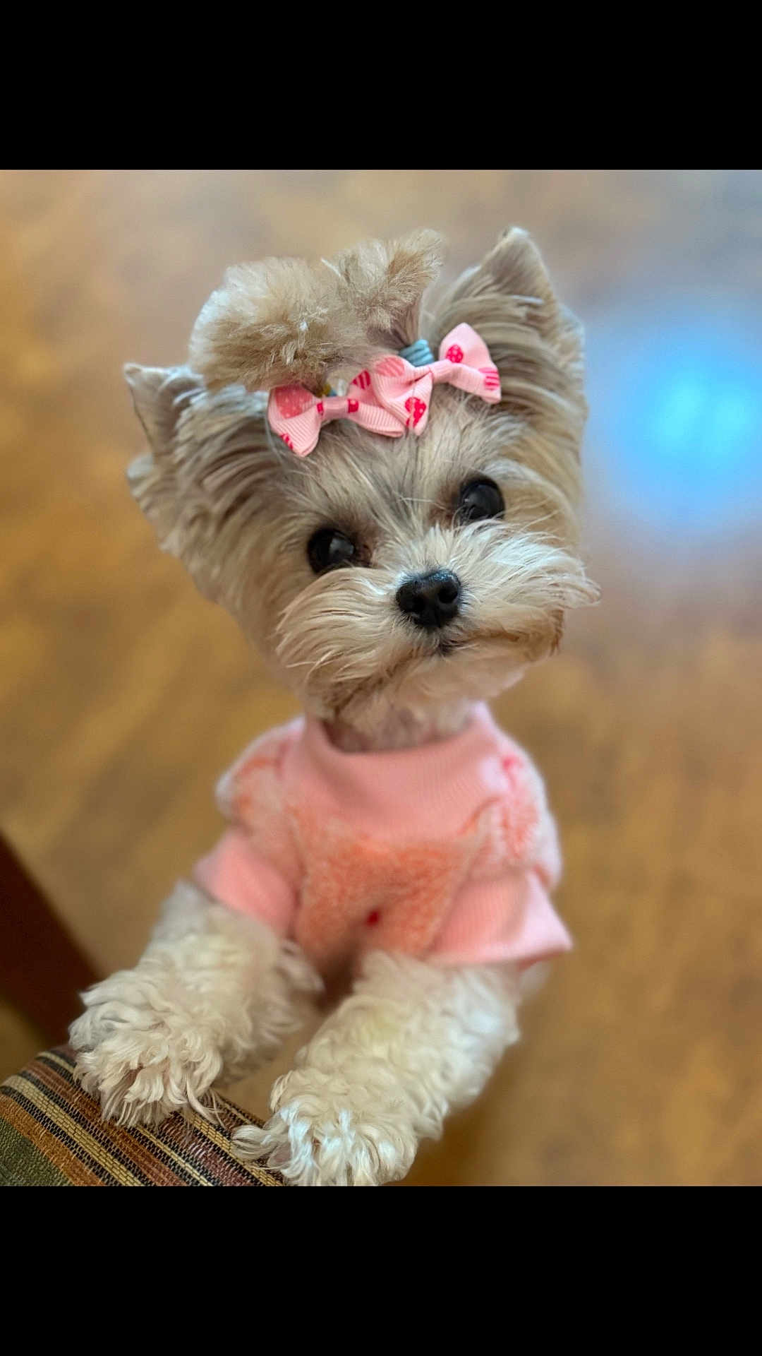 Meadow joined the competition — help win amazing prizes! dog, pet, cute, fluffy, pink_bow, pink_sweater, small_dog, indoor, close_up, paws, adorable, looking_up, fur, animal, companion, domestic_animal, portrait, soft_light, blurry_background, striped_surface