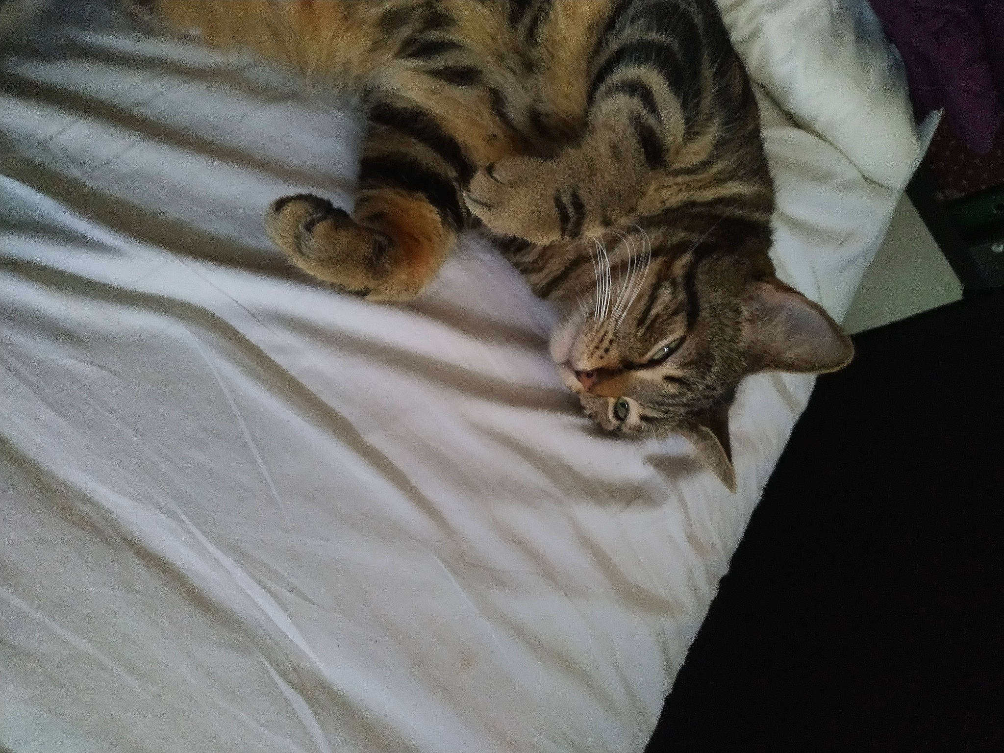 Kate participe au concours pour gagner de l'argent avec cette photo : bed, carnivore, cat, claw, comfort, domestic_short_haired_cat, fawn, felidae, fur, linens, nap, pattern, paw, small_to_medium_sized_cats, snout, tail, terrestrial_animal, whiskers, wildlife, wood