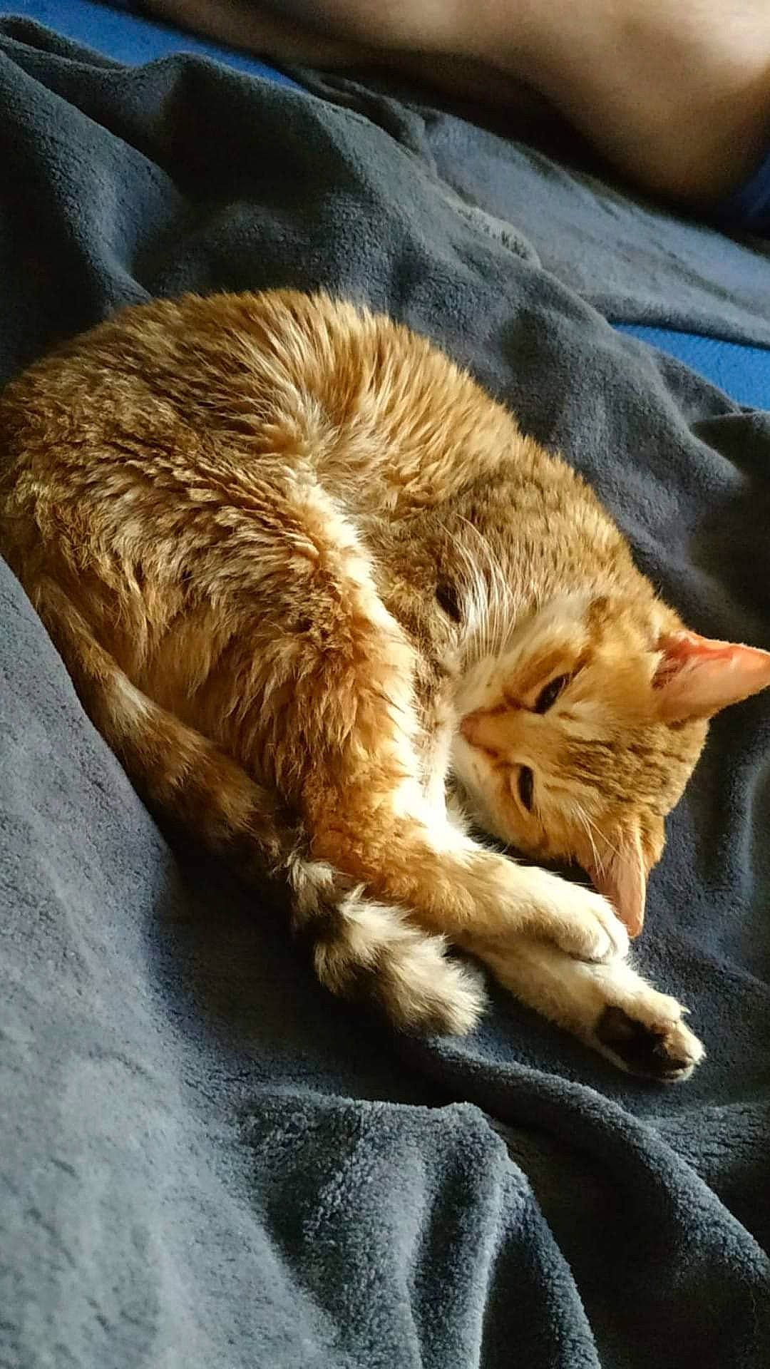 Ebi participe au concours pour gagner de l'argent avec cette photo : carnivore, cat, claw, comfort, domestic_short_haired_cat, fawn, felidae, fur, linens, nap, paw, sand, sleep, small_to_medium_sized_cats, snout, tail, terrestrial_animal, whiskers, wildlife, wood