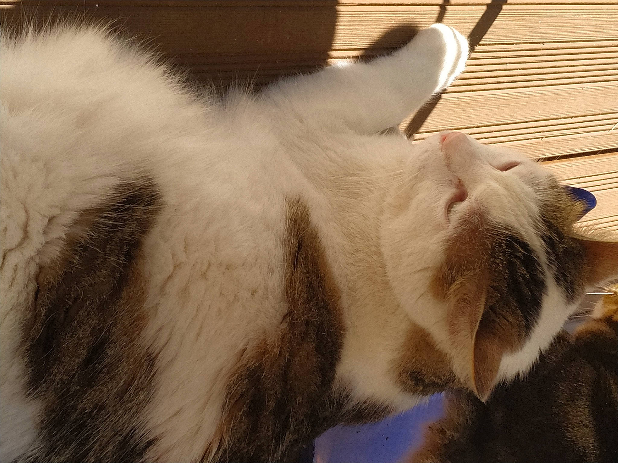 Caillou a rejoint le concours — aidez-le/la à gagner de superbes lots ! balinese, carnivore, cat, claw, comfort, domestic_short_haired_cat, fawn, felidae, fur, nap, paw, sleep, small_to_medium_sized_cats, tail, terrestrial_animal, whiskers, wood