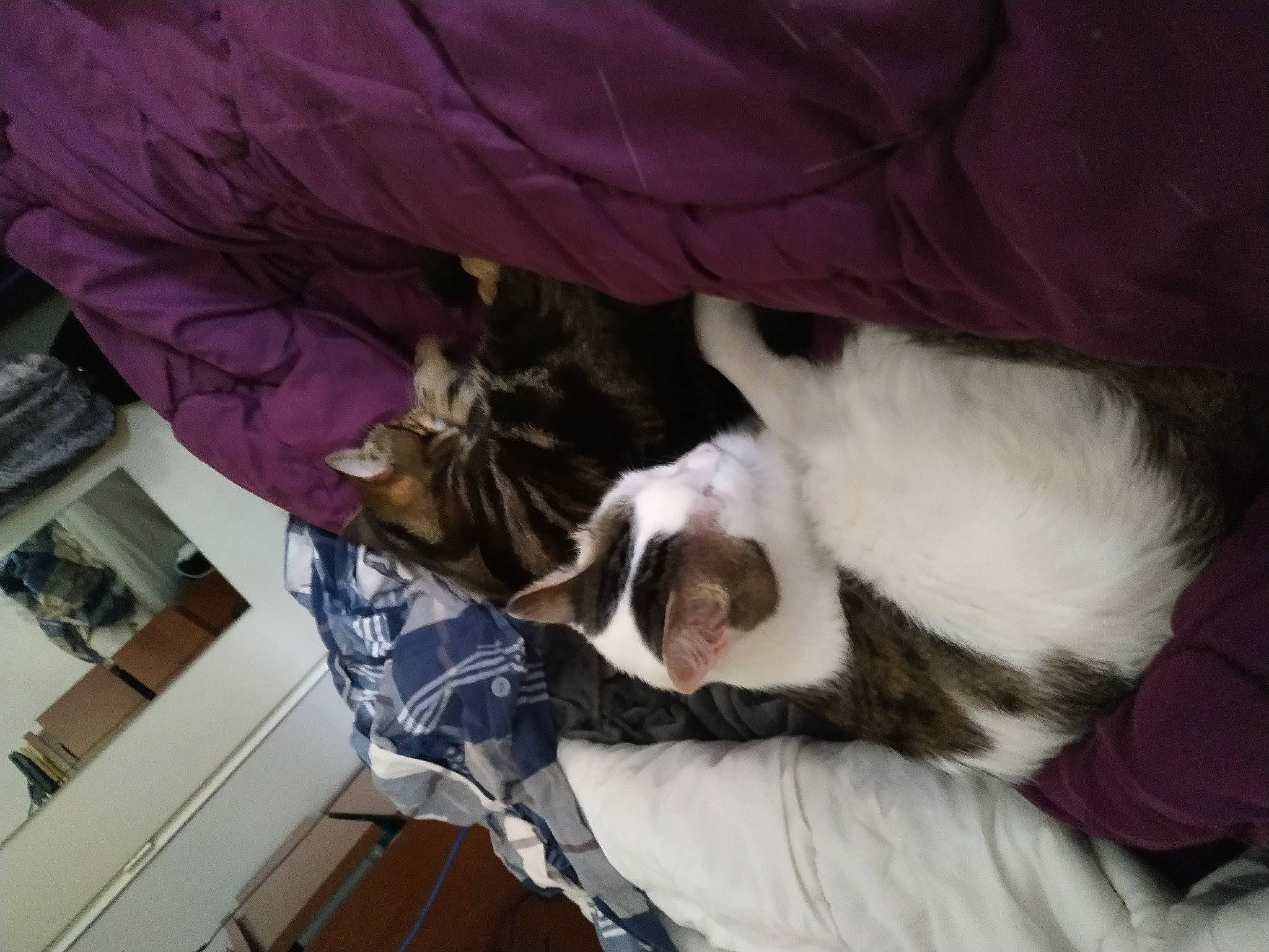 Caillou a rejoint le concours — aidez-le/la à gagner de superbes lots ! canidae, carnivore, cat, comfort, companion_dog, dog_breed, domestic_short_haired_cat, felidae, fur, lap, mammal, nap, room, small_to_medium_sized_cats, sporting_group, tail, vertebrate, whiskers, wood