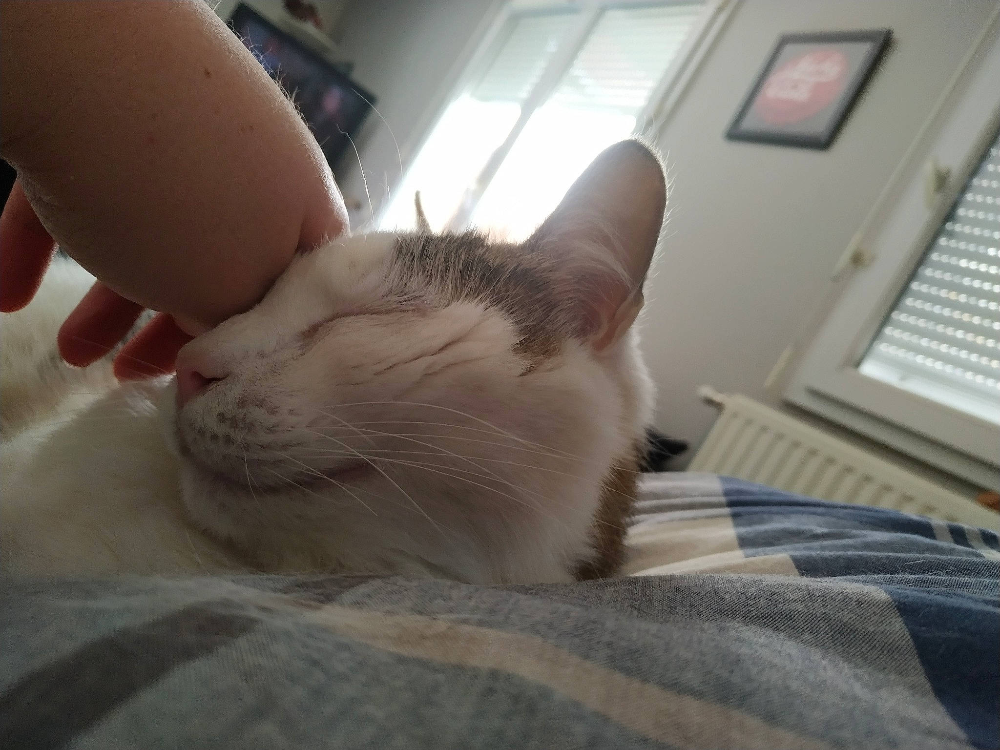 Caillou participe au concours pour gagner de l'argent avec cette photo : carnivore, cat, claw, comfort, domestic_short_haired_cat, felidae, flooring, foot, fur, hand, linens, nail, nap, paw, small_to_medium_sized_cats, snout, tail, thumb, whiskers, window_blind