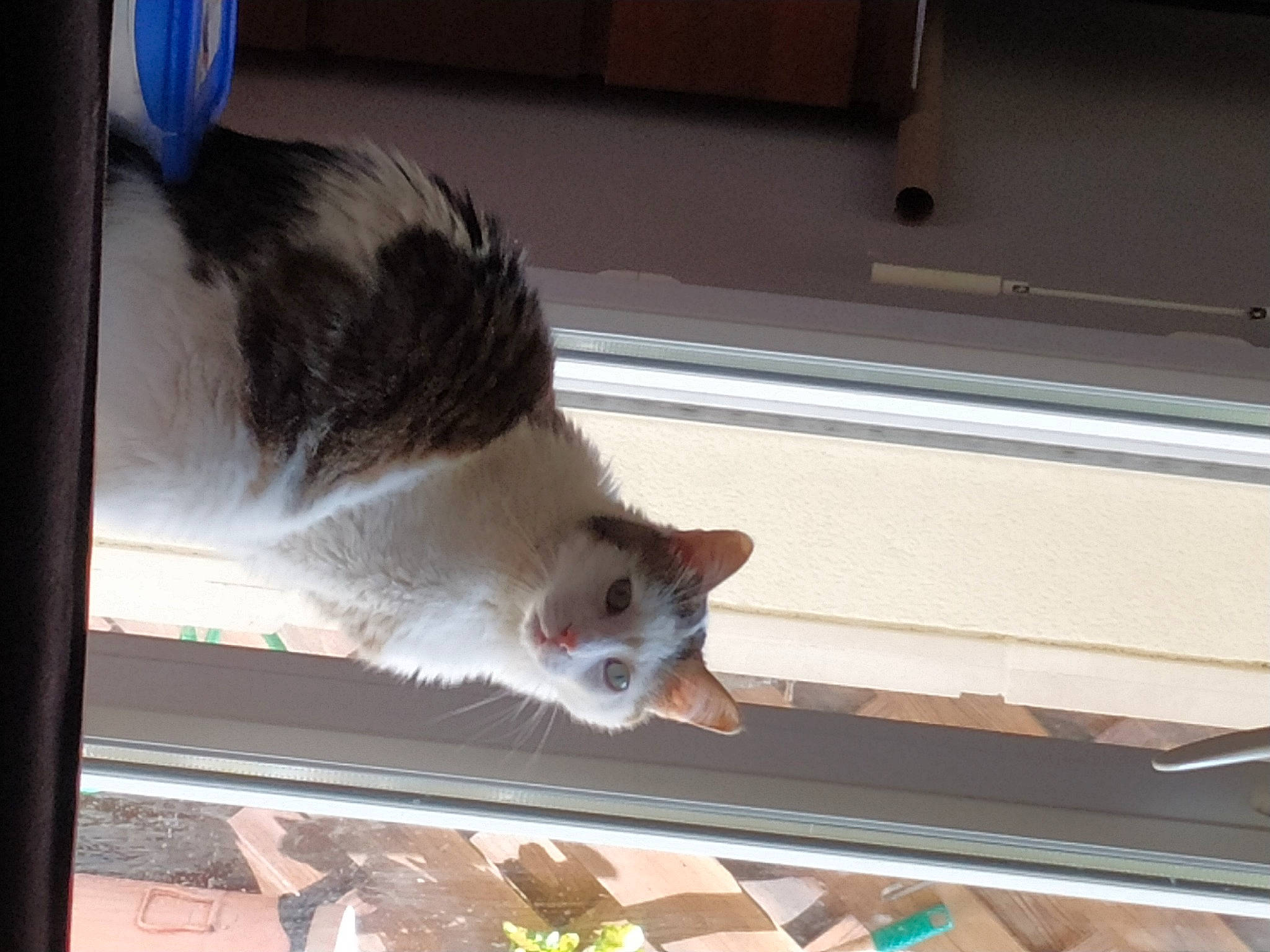 Caillou participe au concours pour gagner de l'argent avec cette photo : canidae, carnivore, cat, claw, companion_dog, domestic_short_haired_cat, fawn, felidae, fur, marsupial, mouse, muroidea, paw, rodent, small_to_medium_sized_cats, snout, tail, whiskers, window, wood