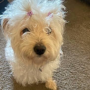 Mimi is registered to the contest to win money with this photo: adorable, animal, carpet, companion, curious, curled_fur, cute, cute_pet, dog, domestic, fluffy, friendly, fur, hair_clip, household, indoor, looking_up, pet, small_dog, white