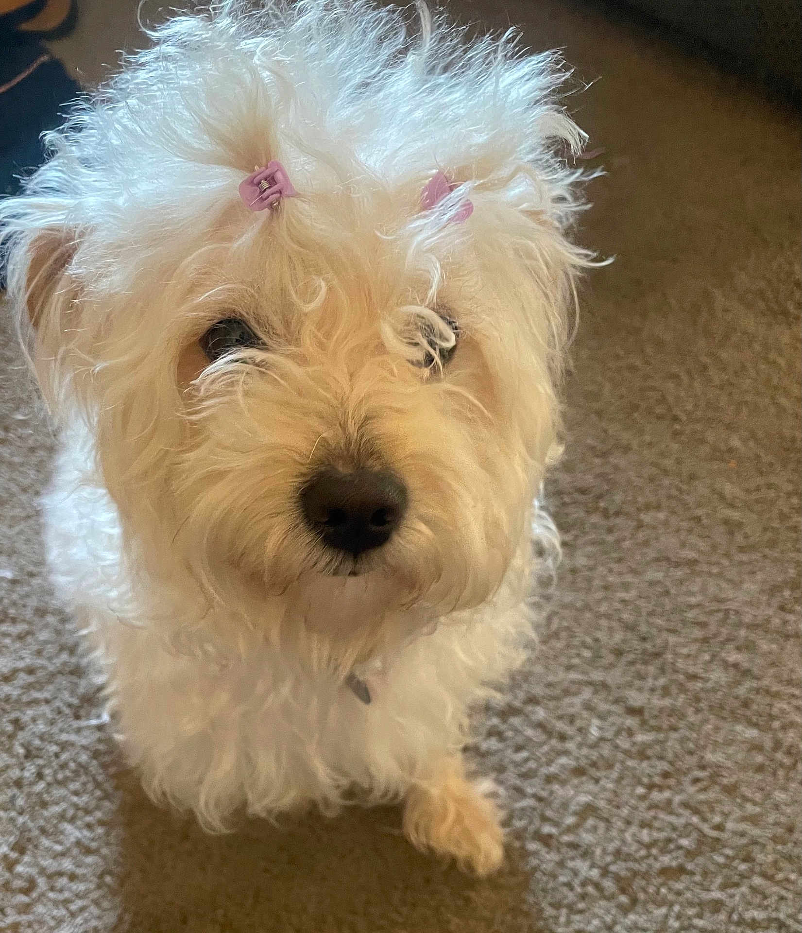 Mimi